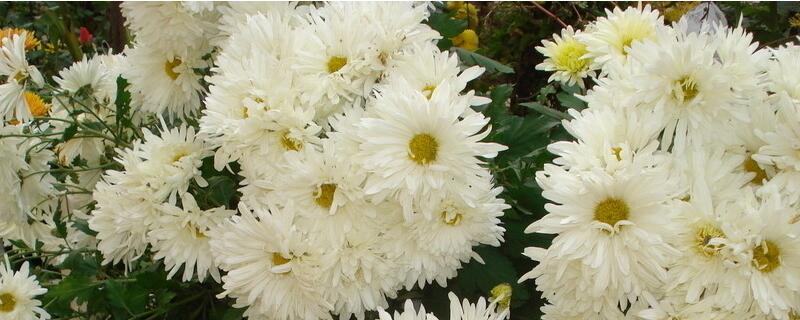 为何常用菊花表示哀悼之意