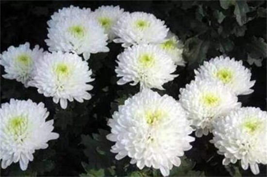 为何常用菊花表示哀悼之意