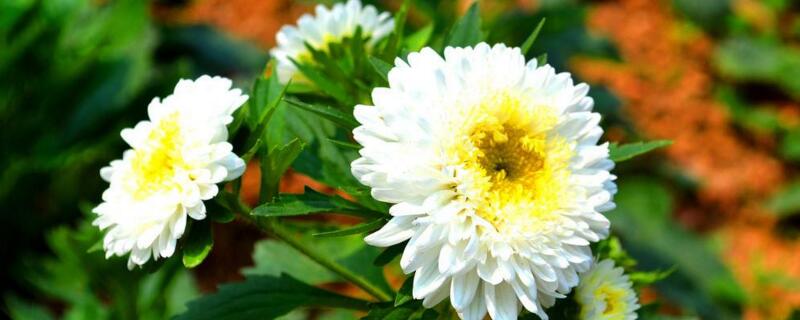 菊花有哪些种类