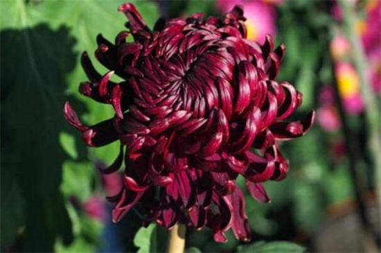 菊花有哪些种类