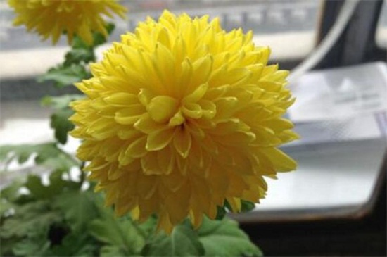 菊花有哪些种类