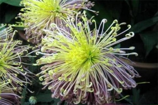 菊花有哪些种类