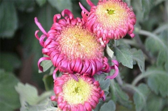 菊花有哪些种类