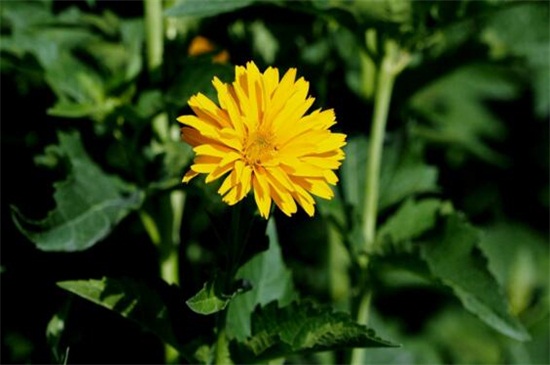 菊花有哪些种类