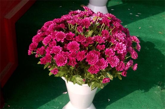 菊花的养殖办法和留意事项