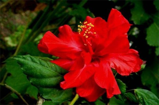 木菊花的叶子黄了如何办，详解六种处理办法