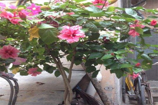 木菊花的叶子黄了如何办，详解六种处理办法