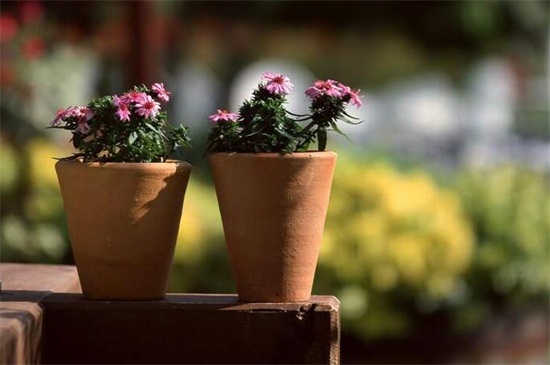 盆栽菊花一盆栽几枝,不应超过五枝