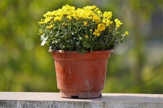 盆栽菊花一盆栽几枝,不应超过五枝