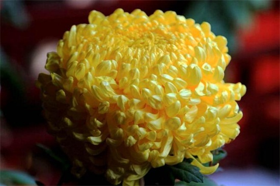 盆栽菊花一盆栽几枝,不应超过五枝