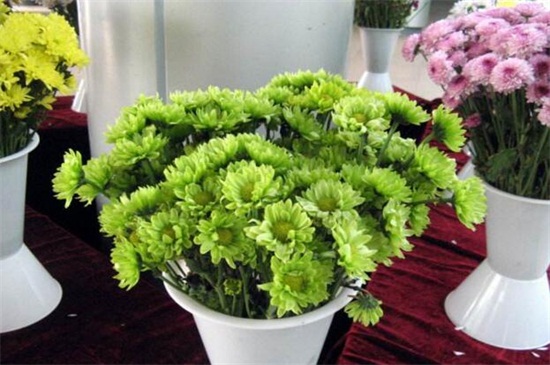 盆栽菊花一盆栽几枝,不应超过五枝