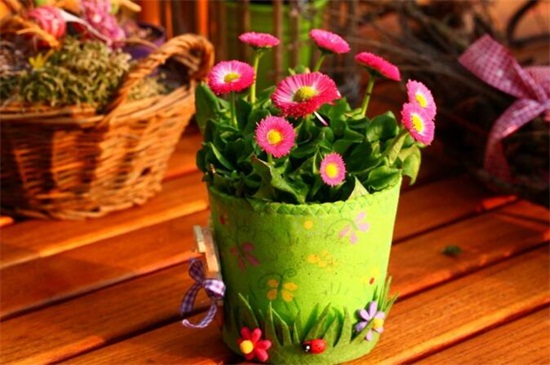 盆栽菊花一盆栽几枝,不应超过五枝