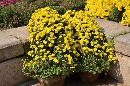 菊花可以四季都开花吗,可以(短日照/长日照的交替养护)