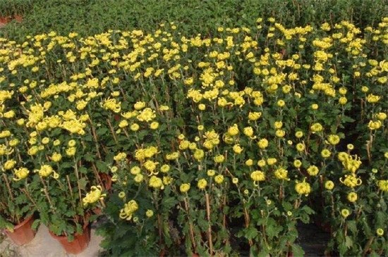 菊花可以四季都开花吗,可以(短日照/长日照的交替养护)