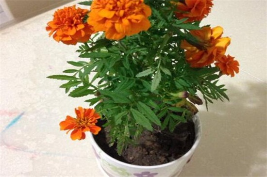 菊花如何催花,3个办法可让花开爆盆