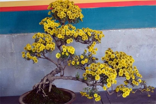 菊花如何催花,3个办法可让花开爆盆