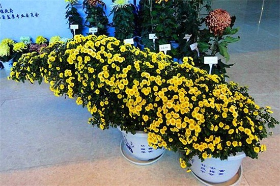 菊花如何催花,3个办法可让花开爆盆