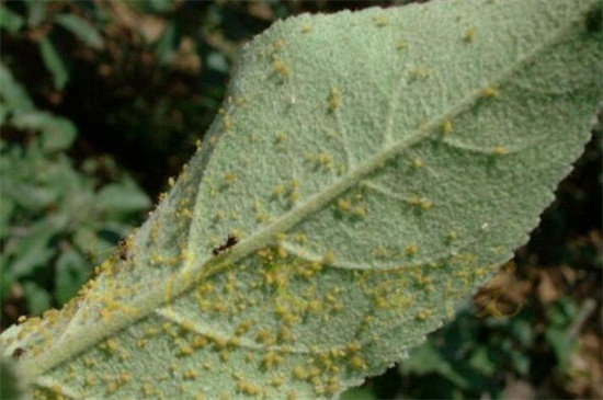 菊花如何催花,3个办法可让花开爆盆