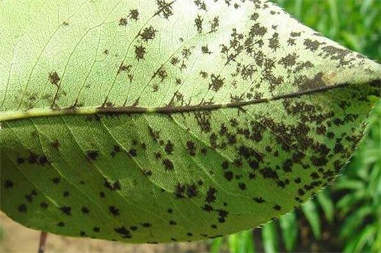 菊花如何催花,3个办法可让花开爆盆