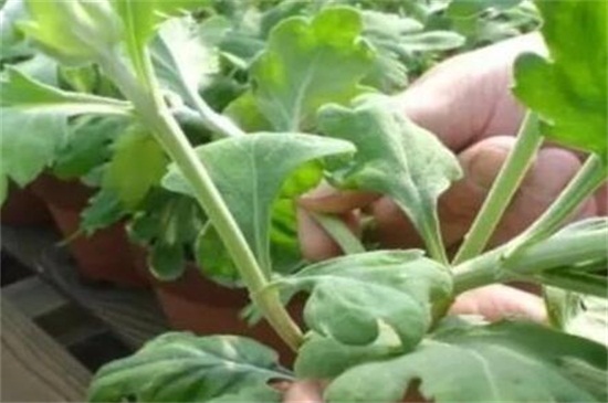 菊花如何扦插，七步办法成功让菊花扦插繁殖