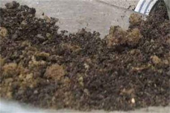 菊花如何扦插，七步办法成功让菊花扦插繁殖