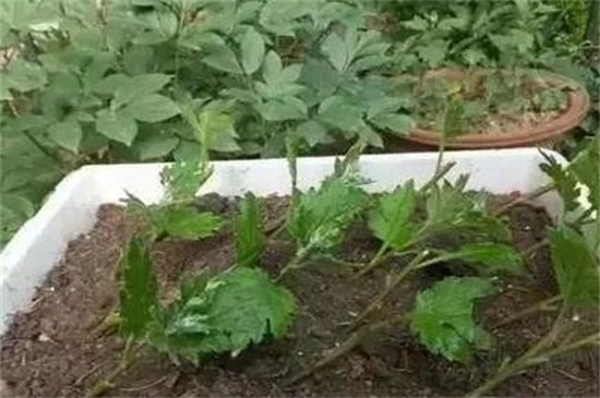 菊花如何扦插，七步办法成功让菊花扦插繁殖