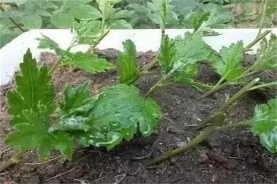 菊花如何扦插，七步办法成功让菊花扦插繁殖