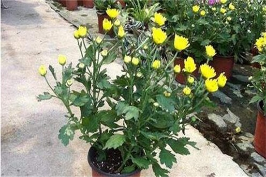 菊花如何扦插，七步办法成功让菊花扦插繁殖