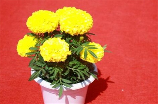 菊花如何扦插，七步办法成功让菊花扦插繁殖