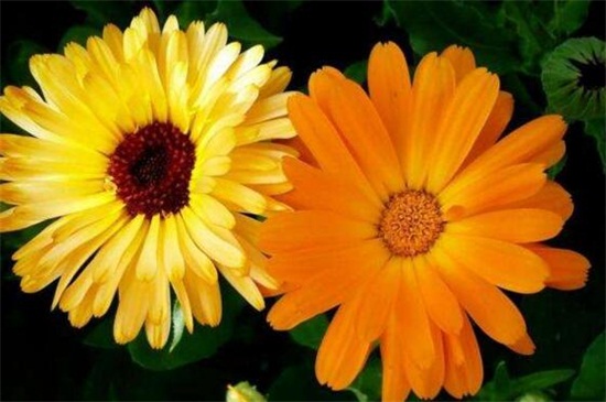 菊花如何扦插，七步办法成功让菊花扦插繁殖