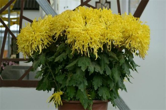 菊花如何扦插，七步办法成功让菊花扦插繁殖