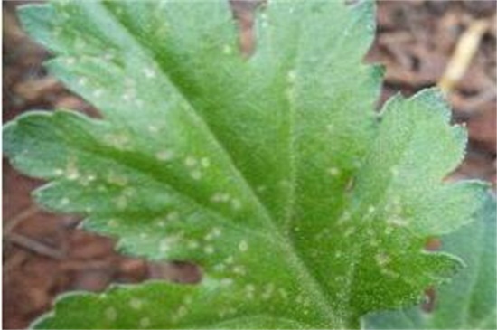 菊花如何扦插，七步办法成功让菊花扦插繁殖