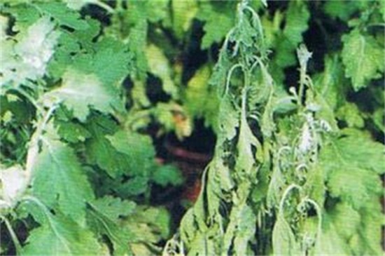 菊花如何扦插，七步办法成功让菊花扦插繁殖