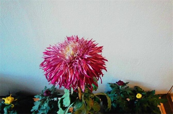 菊花如何扦插，菊花扦插生根最快办法