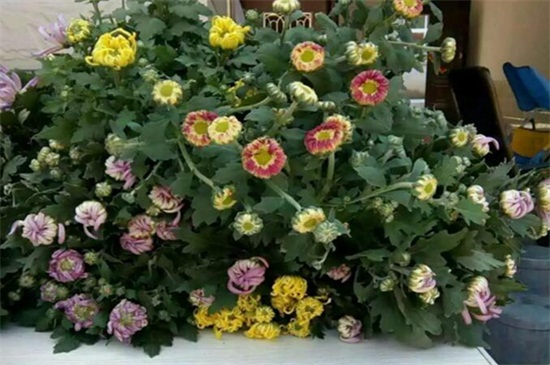 菊花如何扦插，菊花扦插生根最快办法