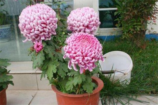 菊花如何扦插，菊花扦插生根最快办法