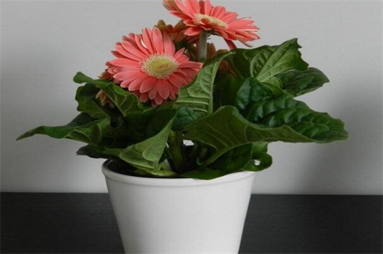 菊花如何扦插，菊花扦插生根最快办法