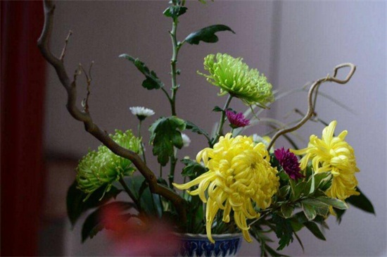 菊花如何扦插，菊花扦插生根最快办法