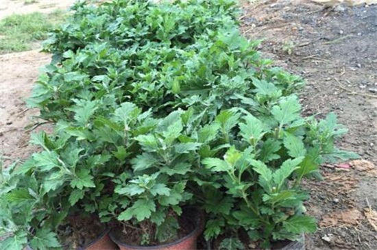 菊花不现蕾不开花如何办，四种处理办法使菊花开花