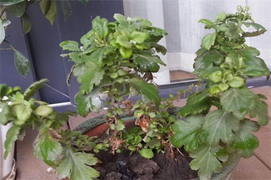 菊花不现蕾不开花如何办，四种处理办法使菊花开花