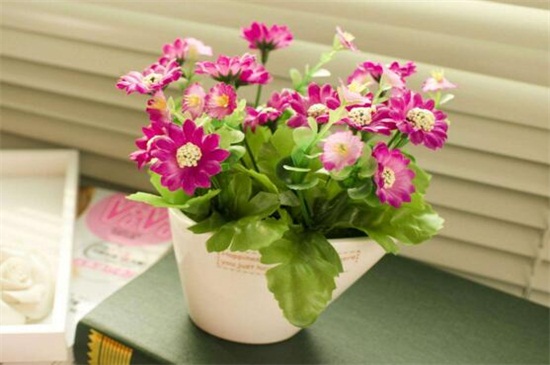 菊花不现蕾不开花如何办，四种处理办法使菊花开花