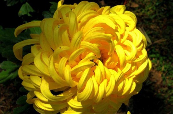 菊花家庭养殖办法如下,5种办法教你养好菊花