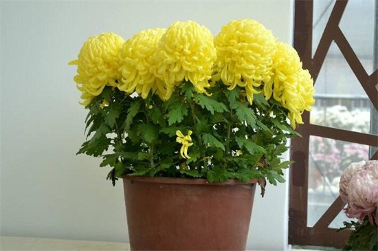 菊花家庭养殖办法如下,5种办法教你养好菊花