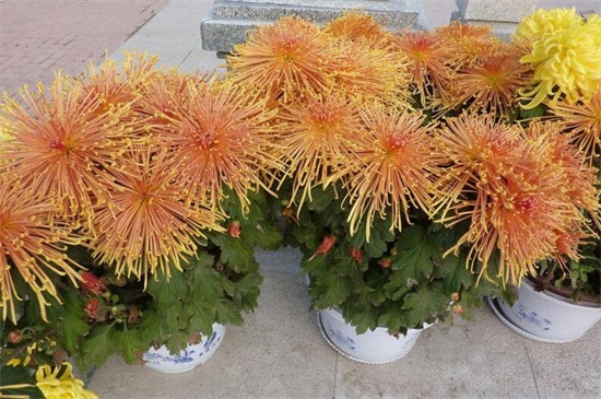 菊花家庭养殖办法如下,5种办法教你养好菊花