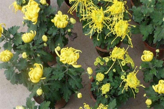 菊花家庭养殖办法如下,5种办法教你养好菊花