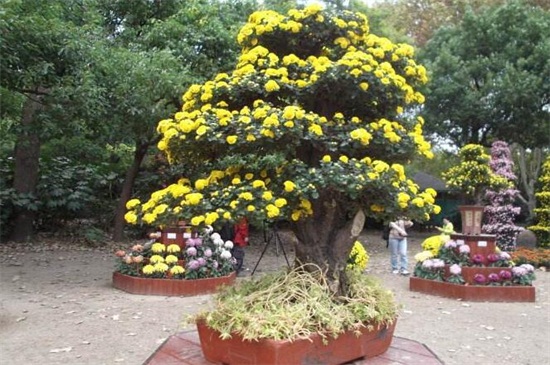 菊花家庭养殖办法如下,5种办法教你养好菊花