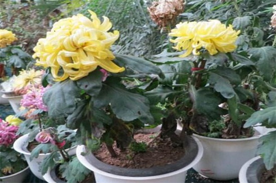 菊花家庭养殖办法如下,5种办法教你养好菊花