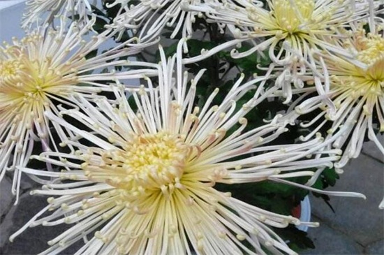 菊花家庭养殖办法如下,5种办法教你养好菊花