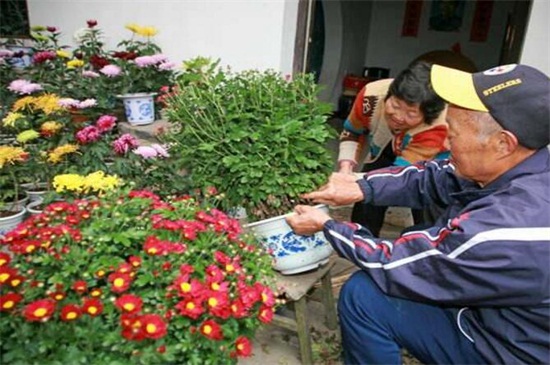 菊花家庭养殖办法如下,5种办法教你养好菊花