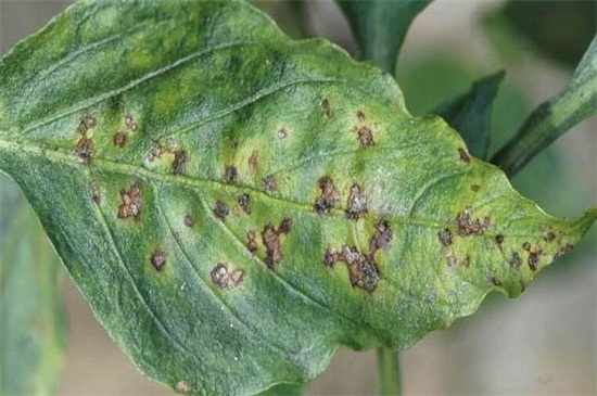 菊花家庭养殖办法如下,5种办法教你养好菊花